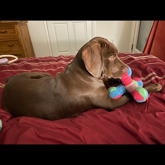 Meet Bailey Part 2 we have 2nd cat—Jaycee pics coming soon. She was my moms - Picture 14 of 16